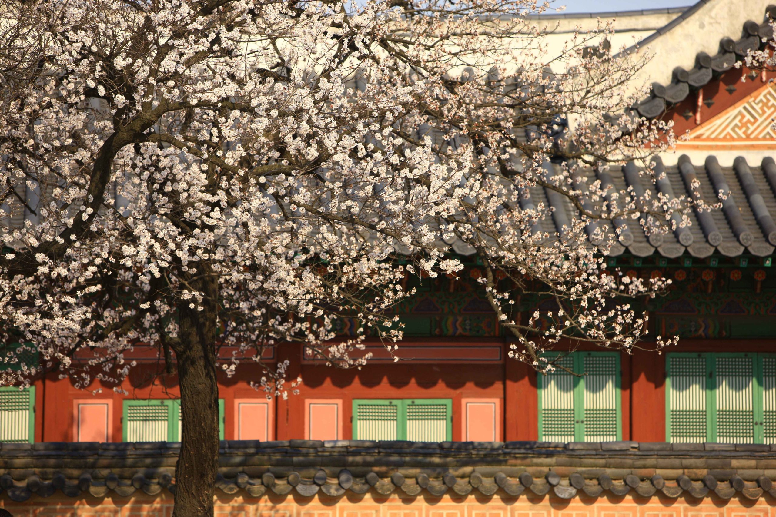 Gyeongbokgung Palace in Spring