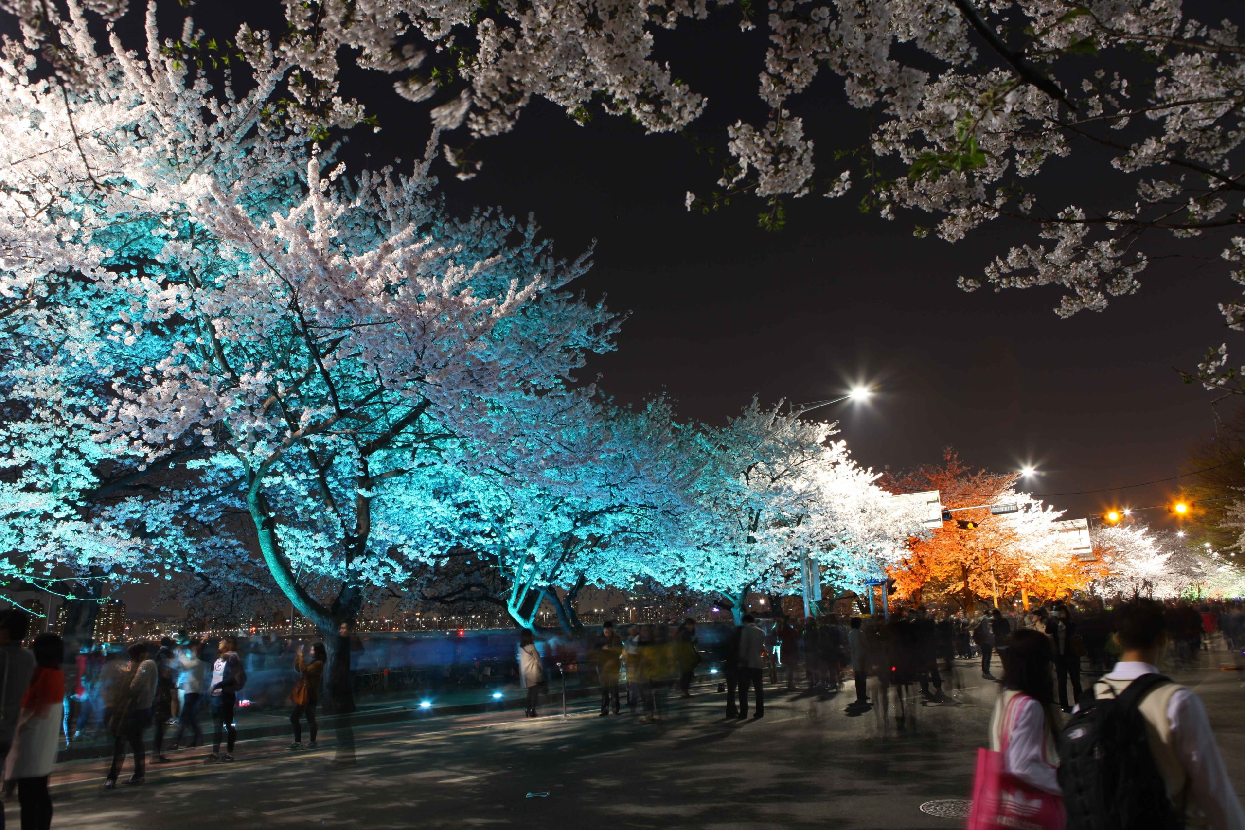 Yeouido Park Spring