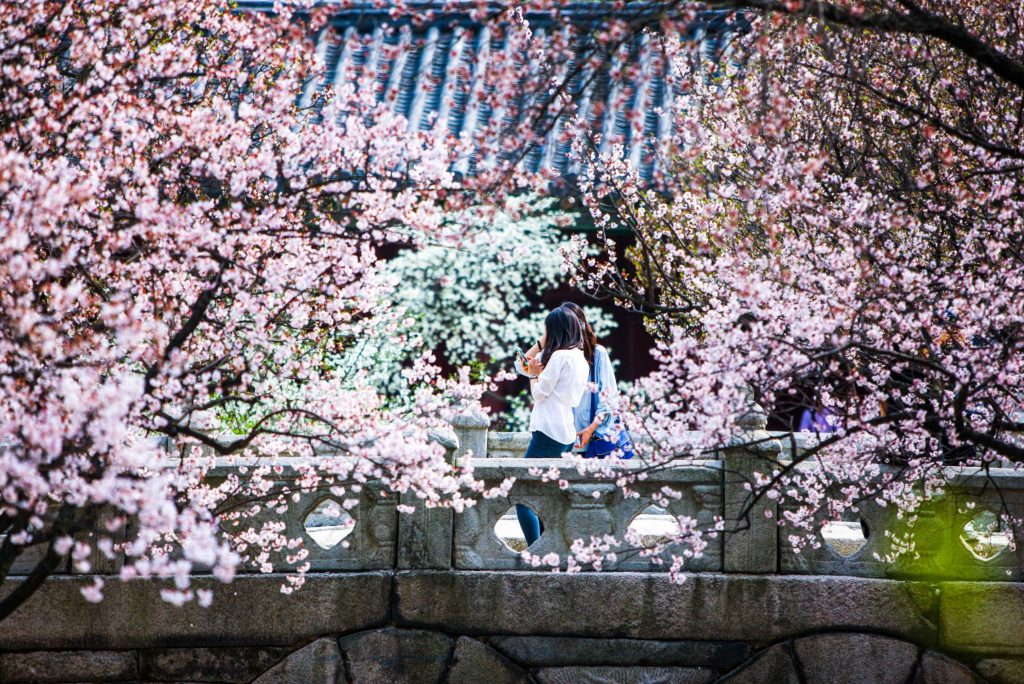 Cherry Blossom Viewing Spots in Seoul: The Best Places to Enjoy Spring Blooms