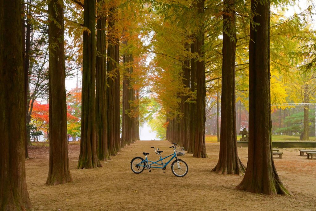 A Day Trip to Nami Island: Exploring Korea’s Serene Getaway