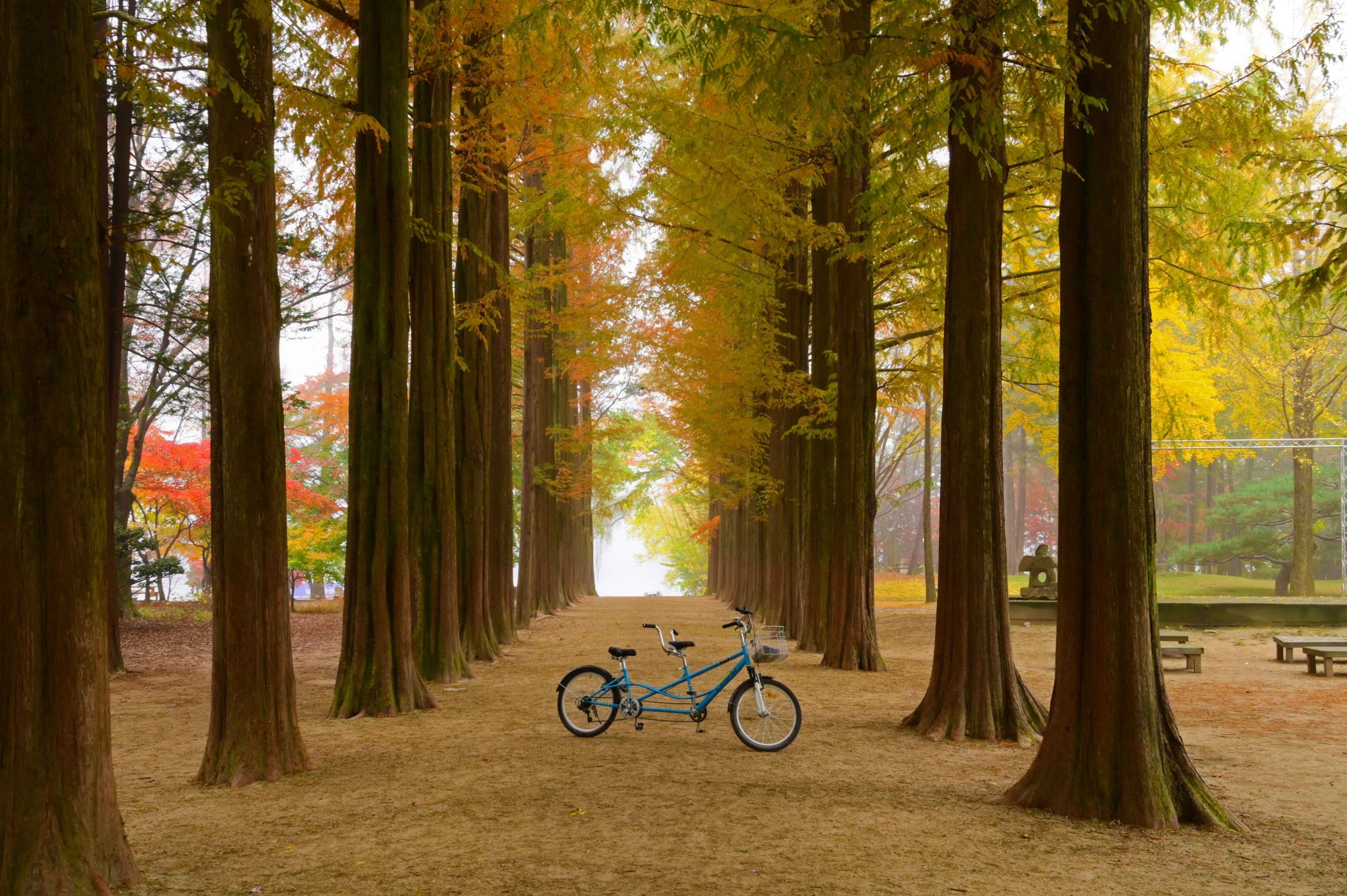 A Day Trip to Nami Island: Exploring Korea’s Serene Getaway