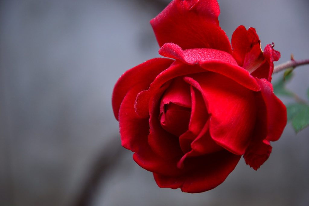 Exploring the Seoul Rose Festival